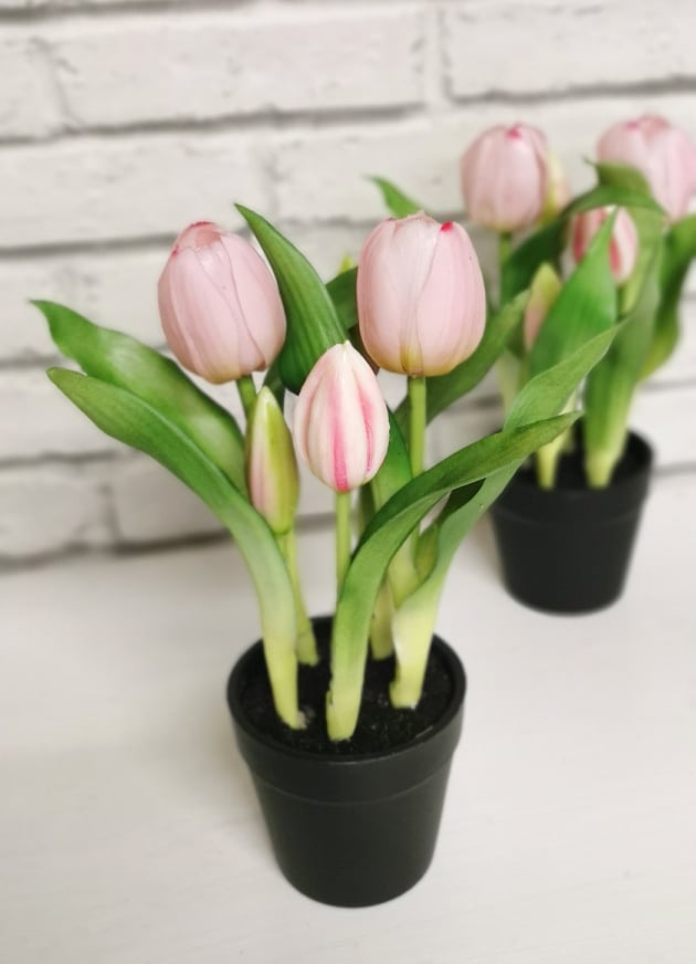 Puder rezani tulipan u saksiji