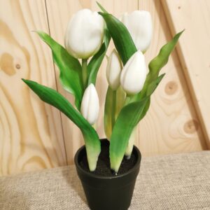 Fehér Cserepes tulipán